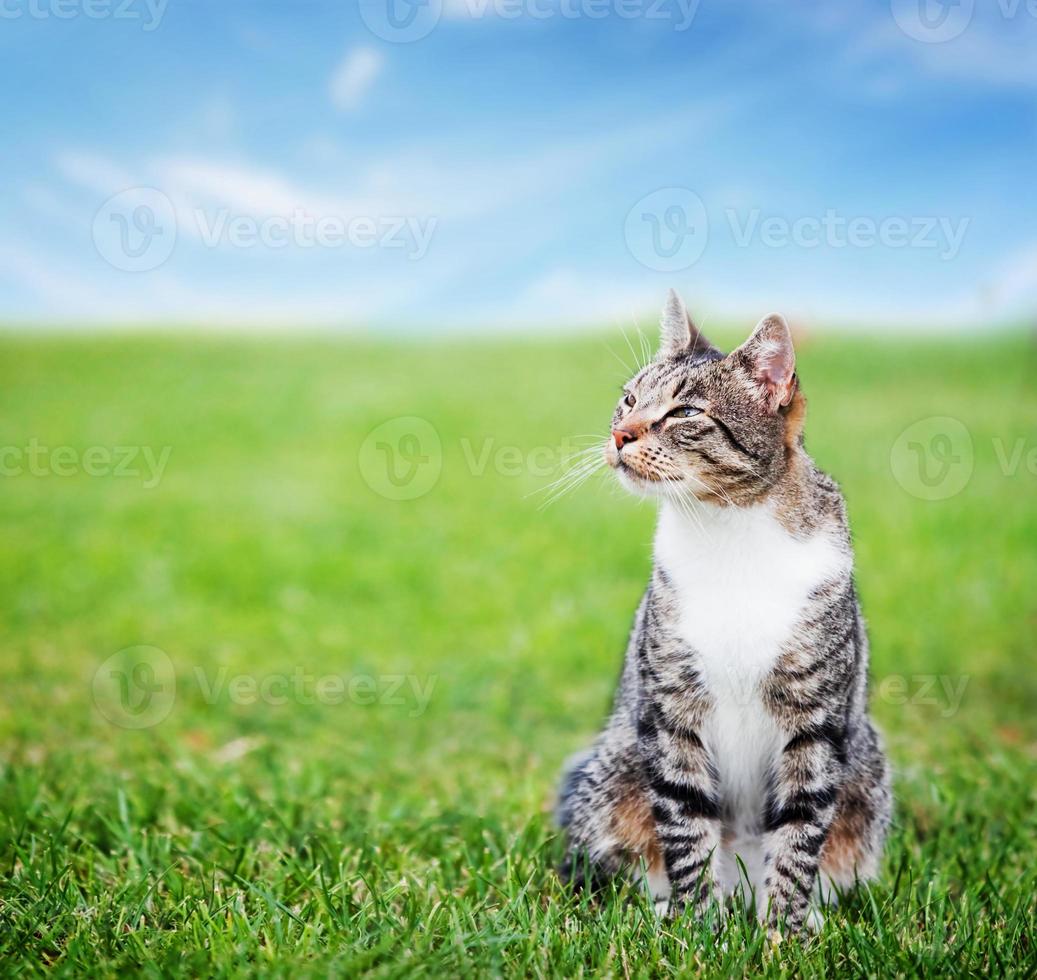 lindo gato sentado en la hierba verde de primavera en un día soleado foto