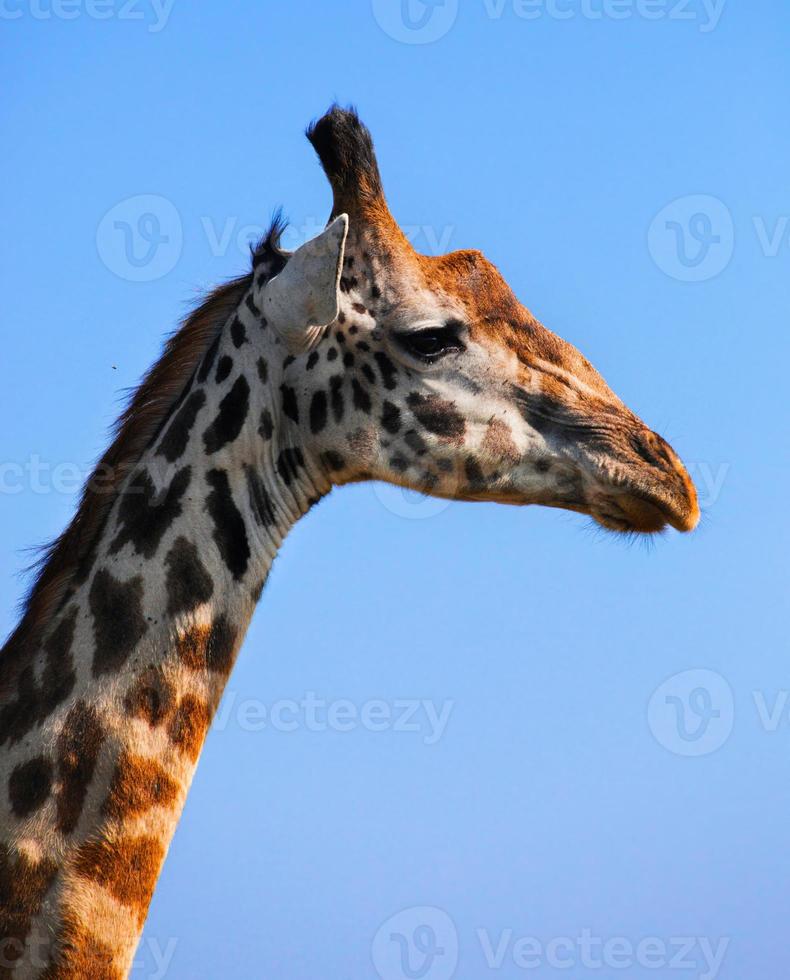 primer plano de retrato de jirafa. safari en serengeti, tanzania, áfrica foto