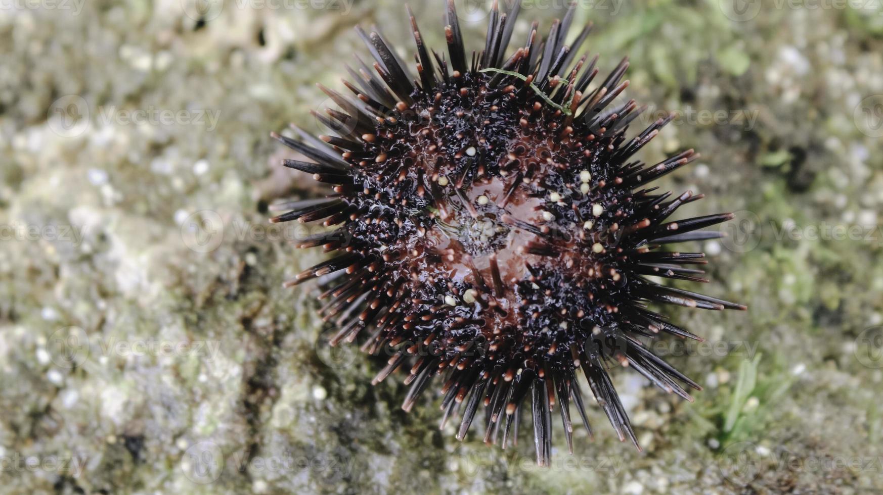 Sea urchin on the beach sand in Gunungkidul photo