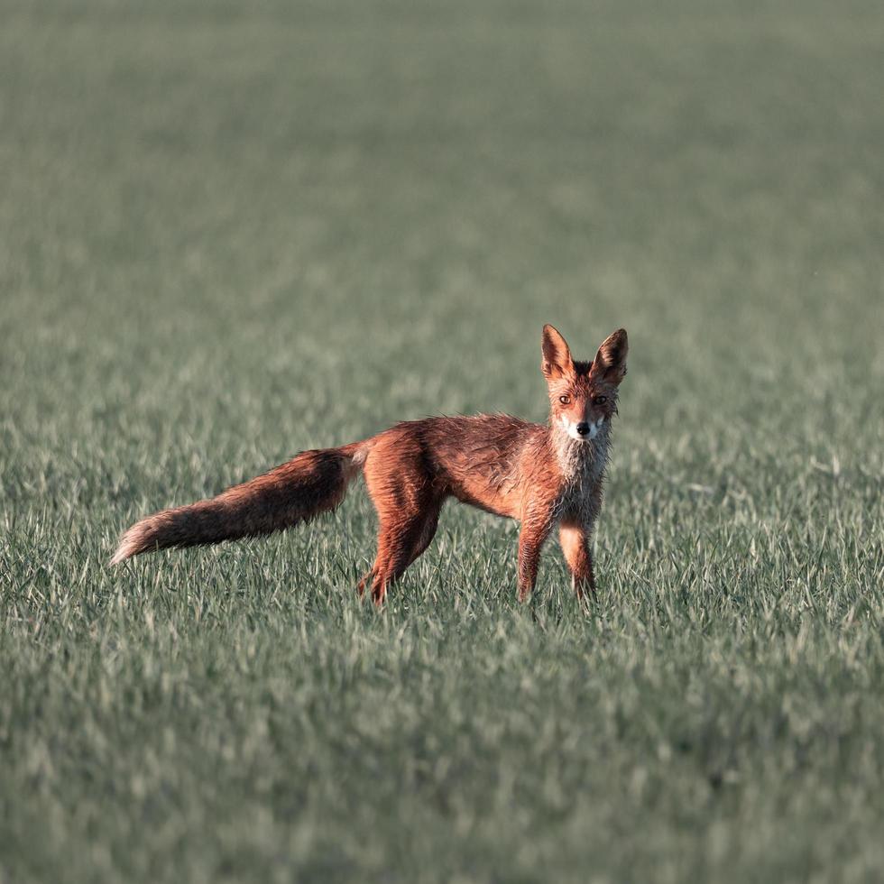 Fox on a grass looking at camera photo