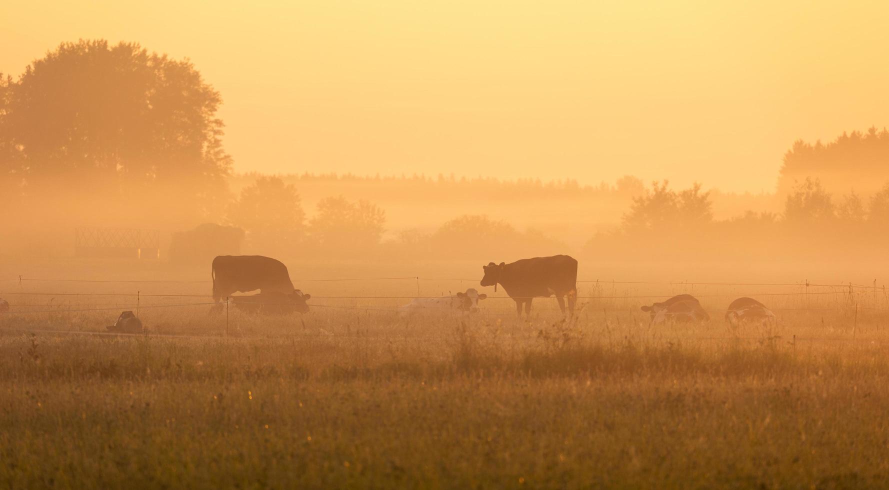 Cows pasture in foggy morning photo