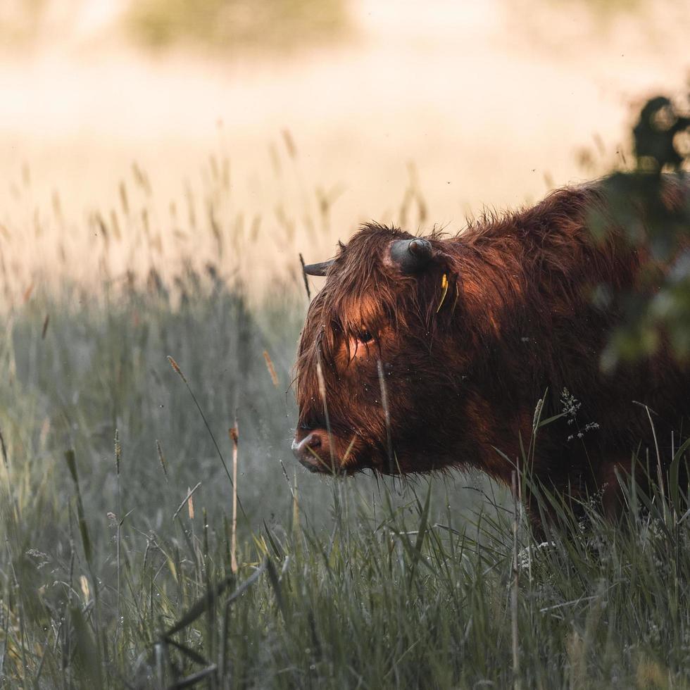 A cow in a field in summer photo