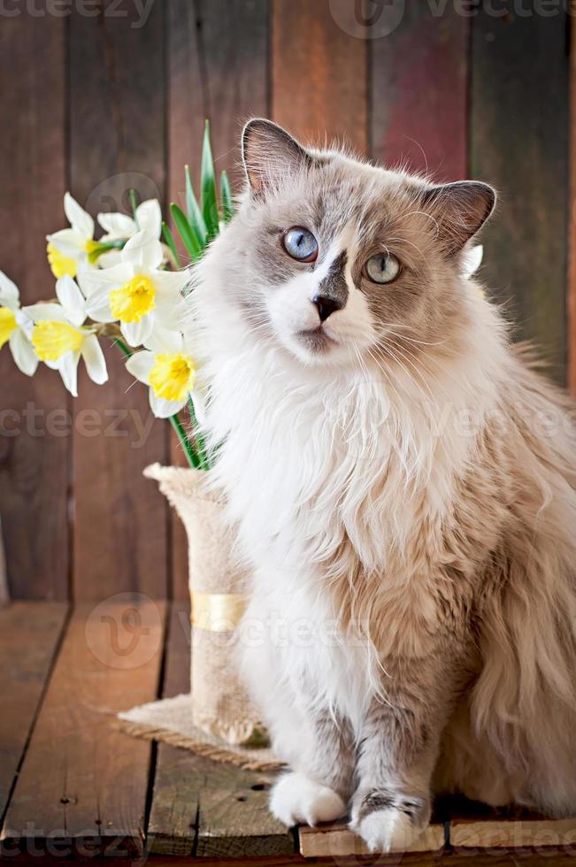 Ragdoll cat breed and a vase of narcissus on a wooden background photo