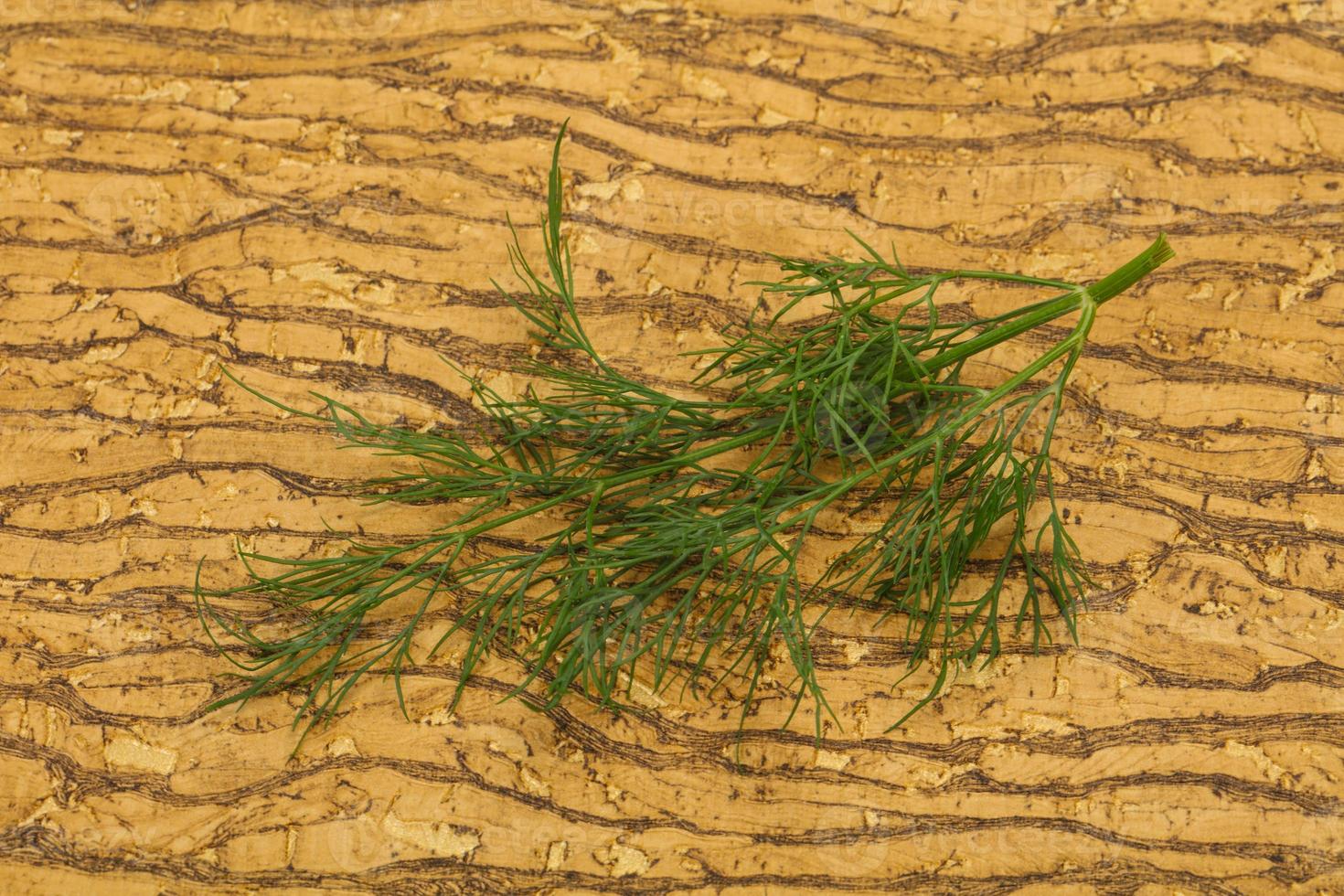 Fresh green dill herb branch photo