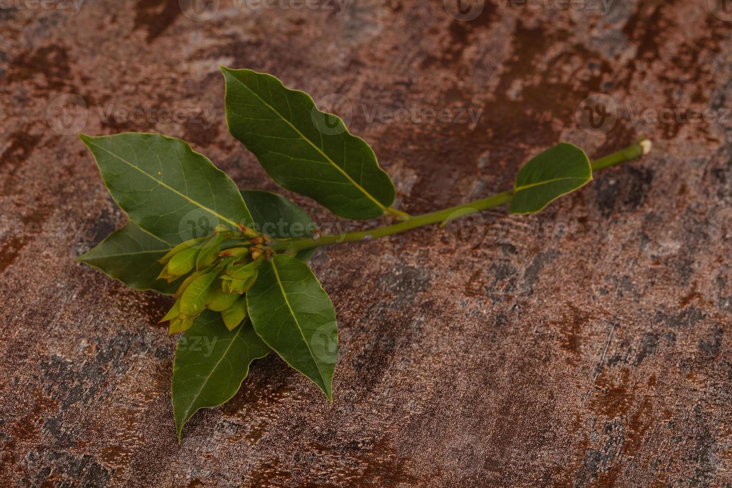 Green young aroma Laurel branch photo