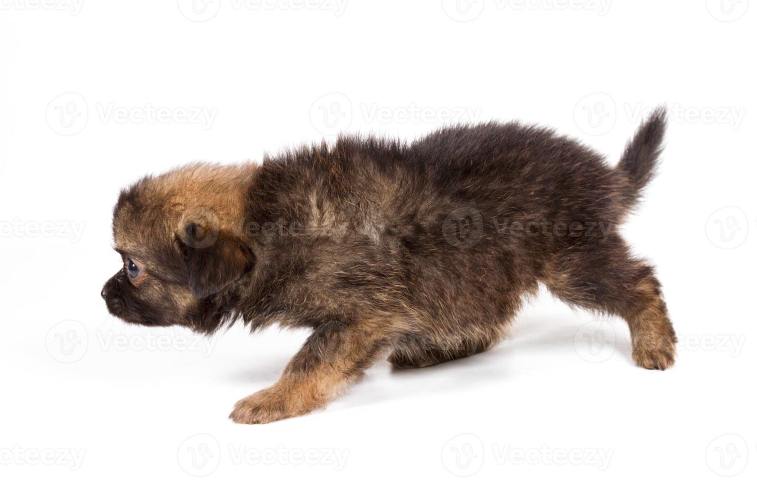 cachorro chihuahua frente a un fondo blanco foto