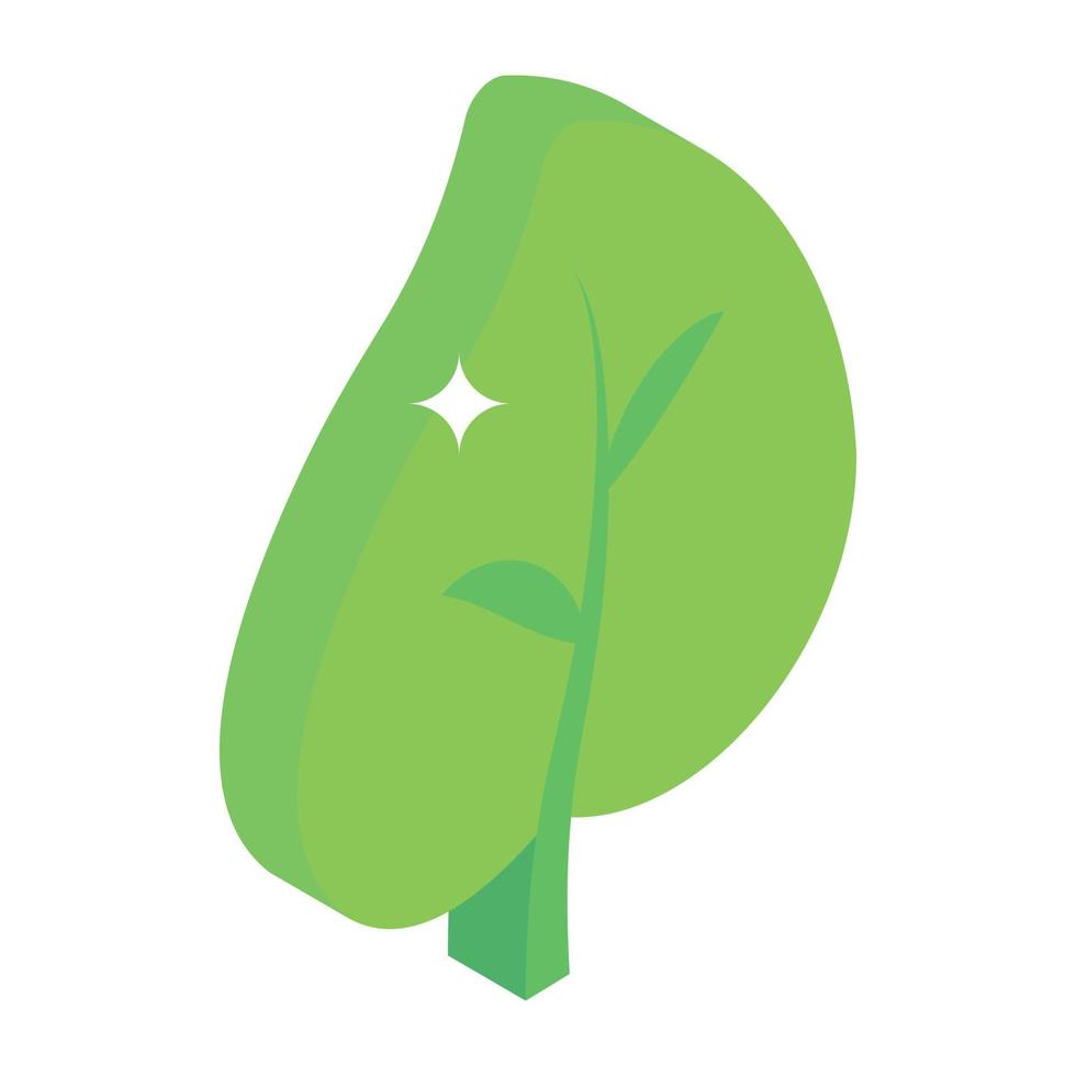 An isometric vector of a plant