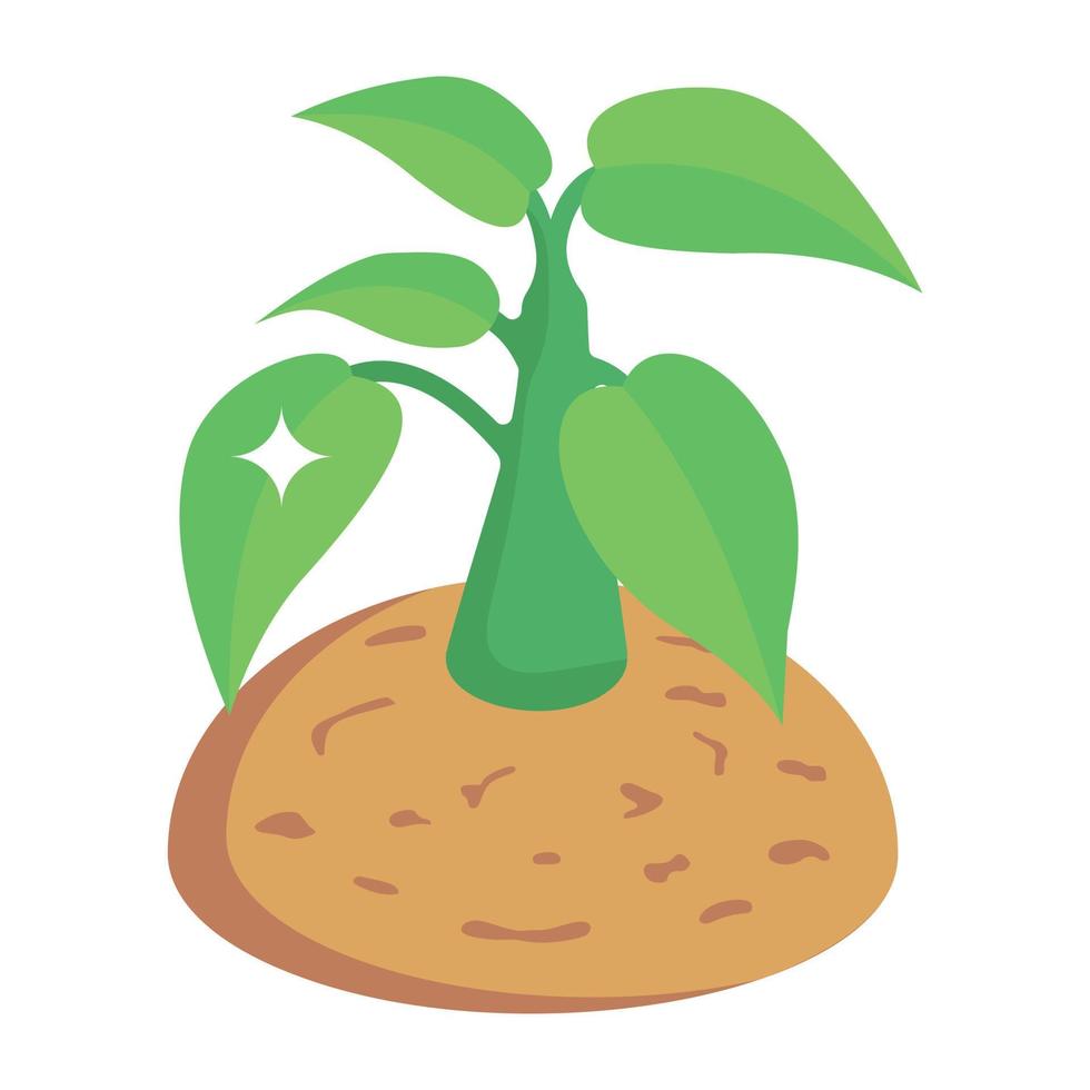 An isometric vector of a plant