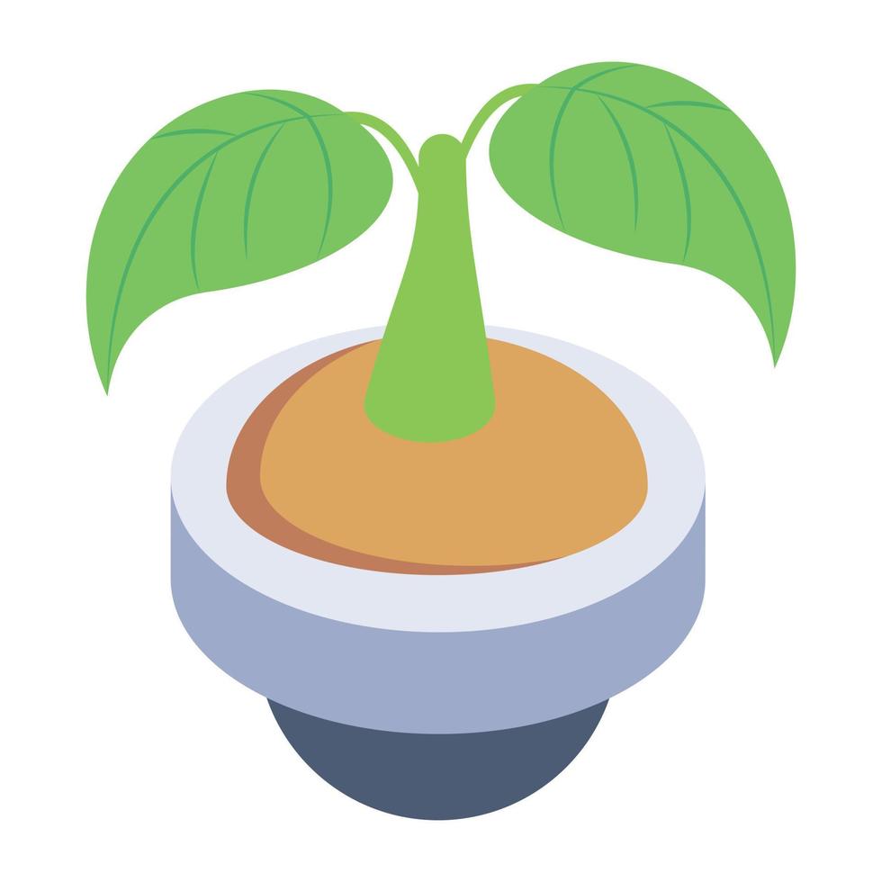An isometric vector of a plant