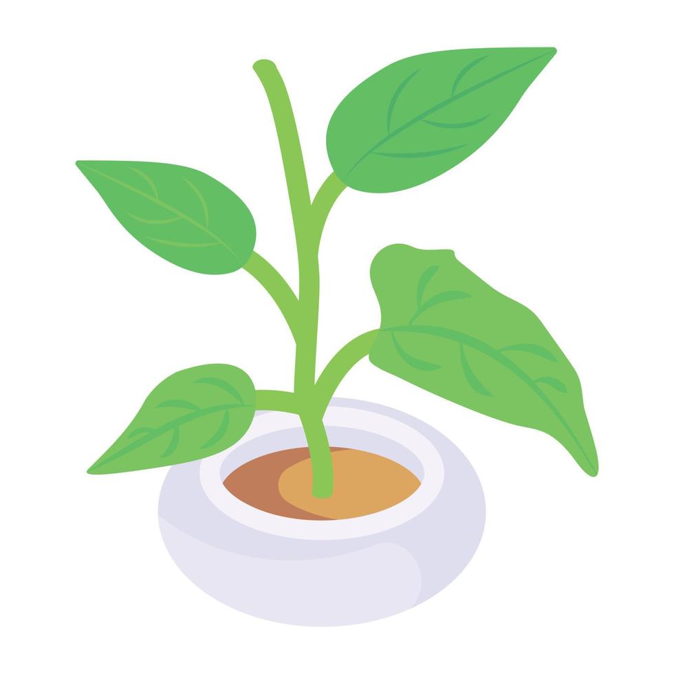 An isometric vector of a plant
