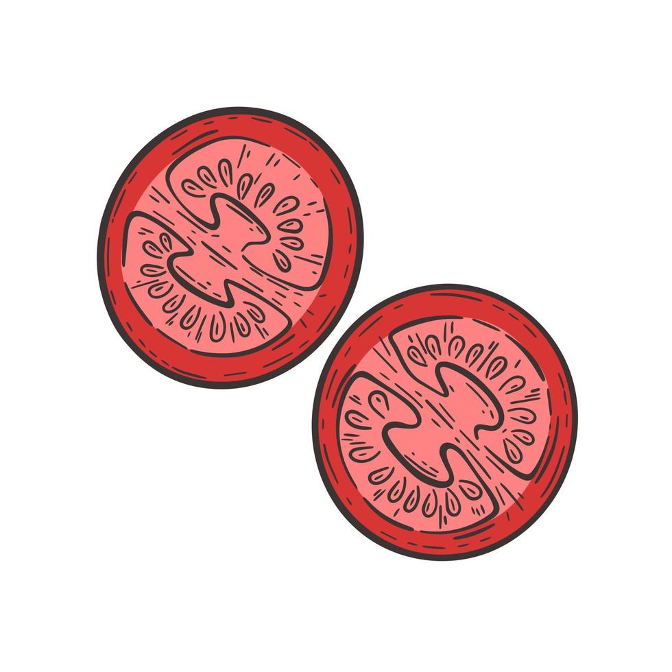 Tomato cut in half colored sketch vector