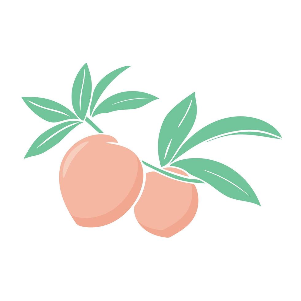 Peaches on branch with leaves isolated vector illustration