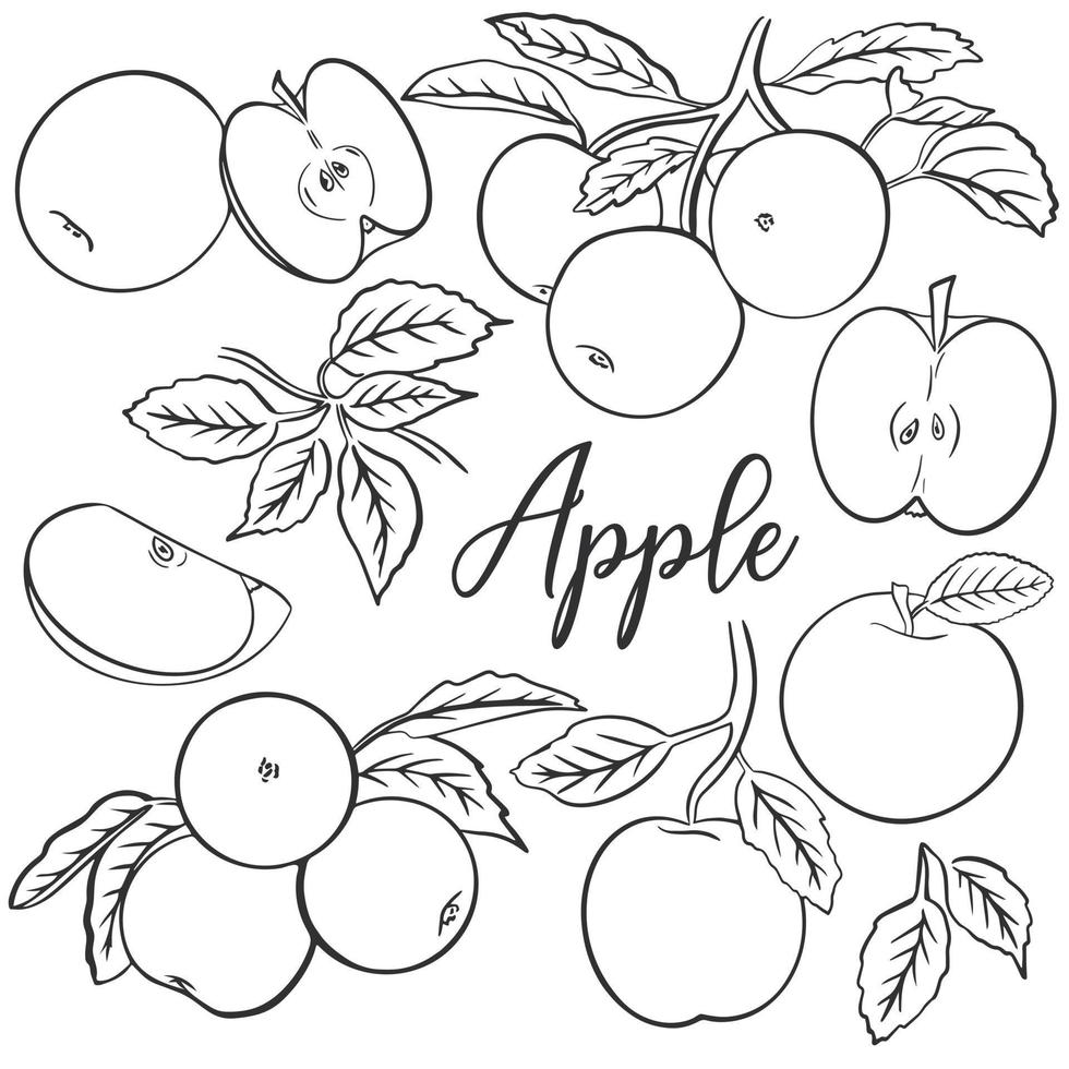 Apples set hand engraving vector