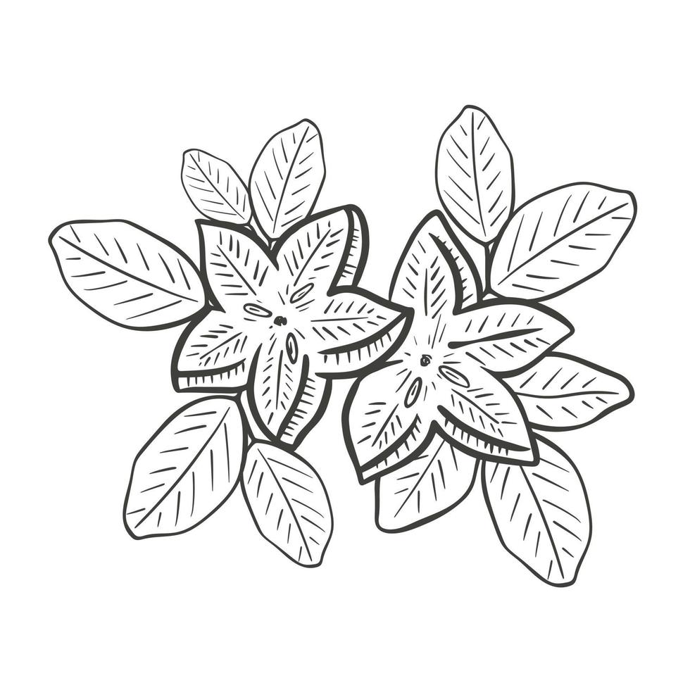 Composition star carambola and leaves hand engraved vector