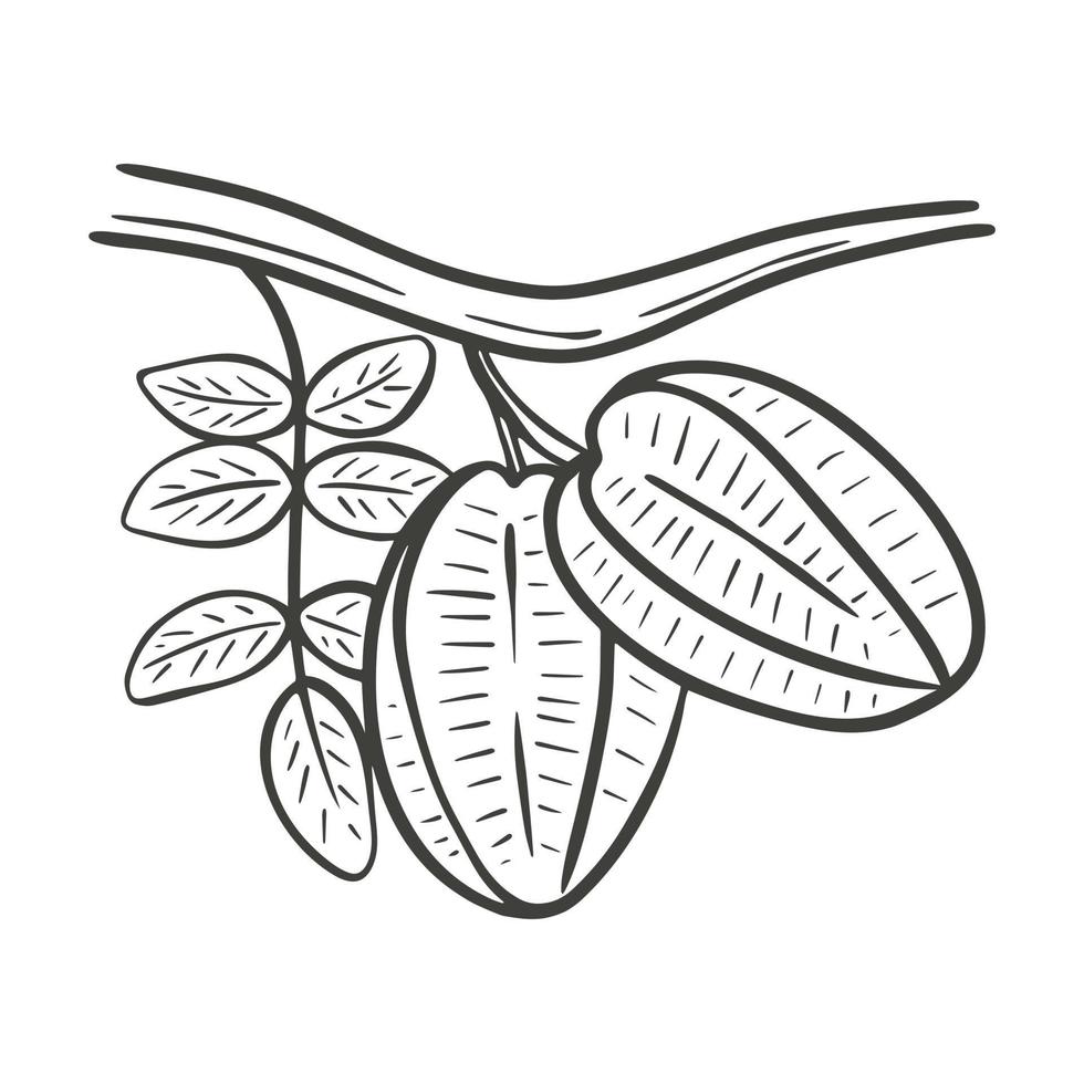 Carambola fruits on branch with leaves hand engraving vector