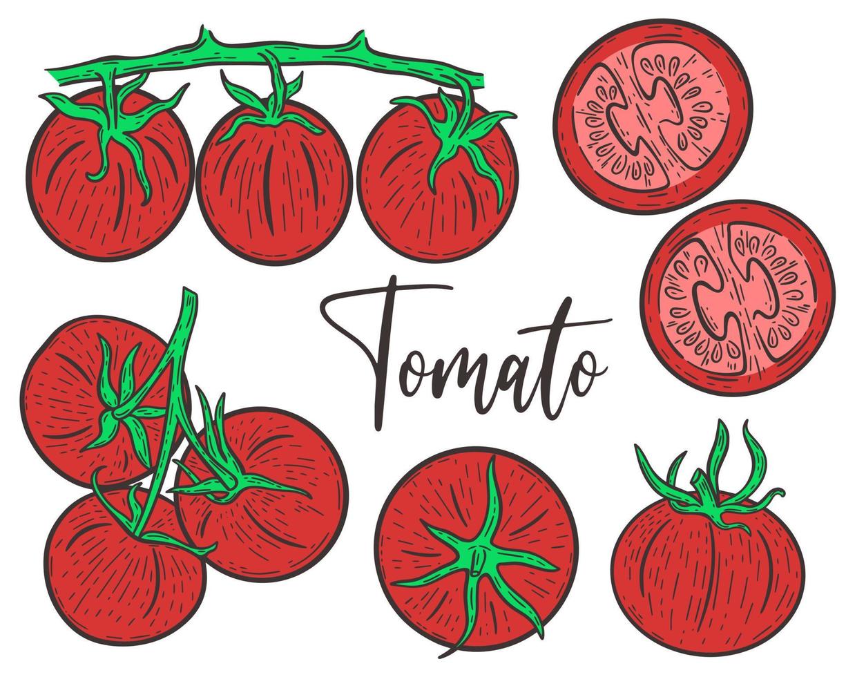 Set red tomatoes hand engraved vector