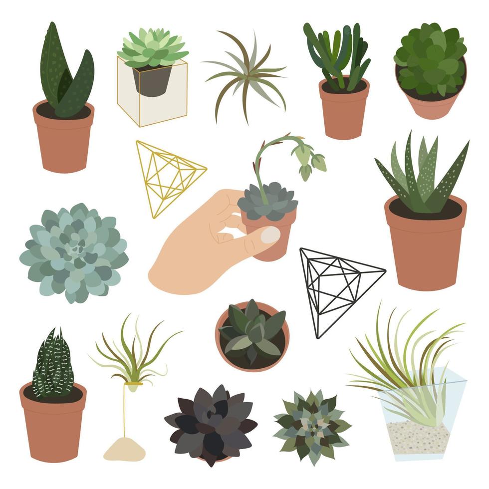 Realistic set of succulents and accessories vector