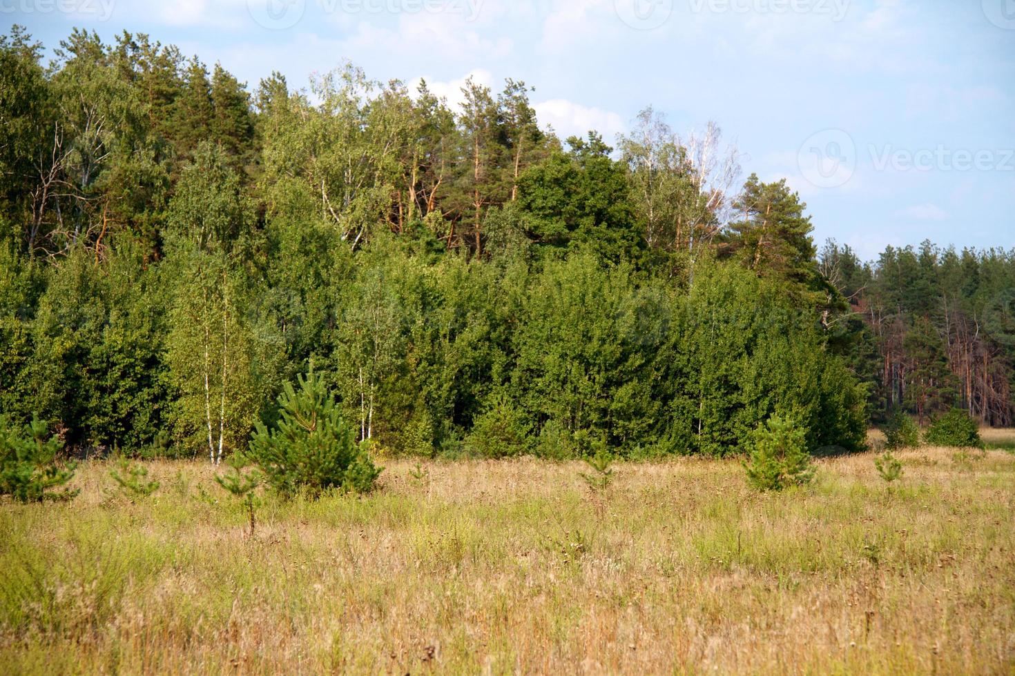 grass valley in forest during summer photo