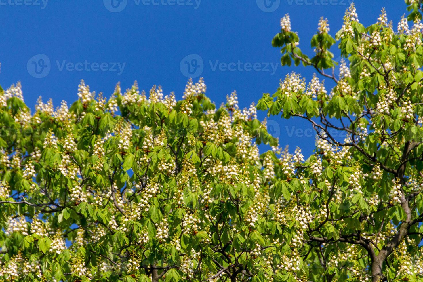 summer park, trees photo