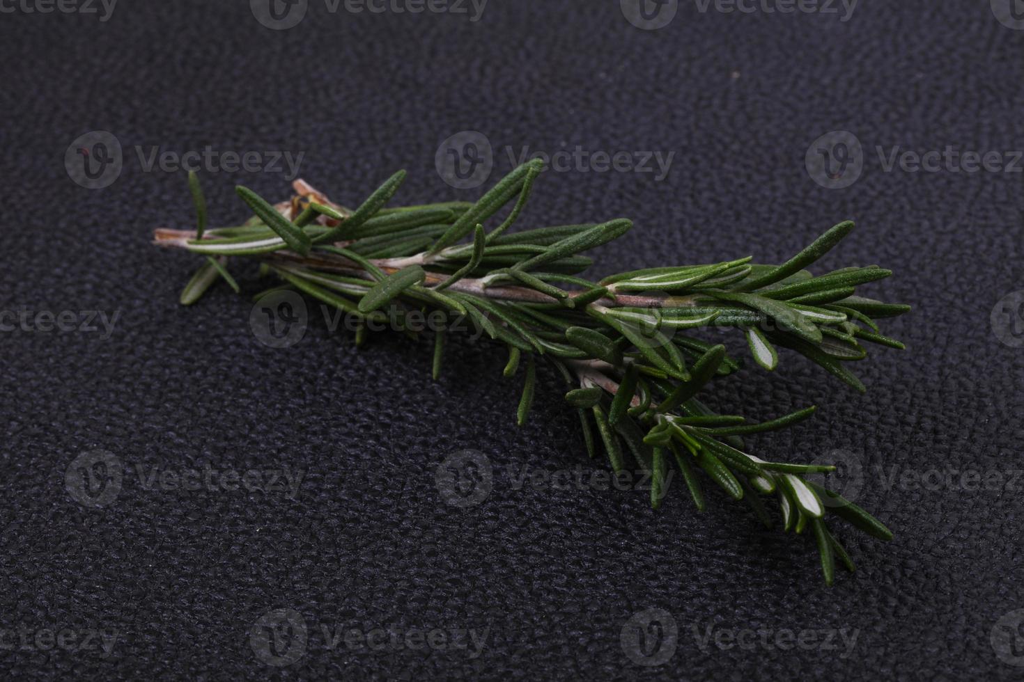 Fresh green Rosaemary branch photo