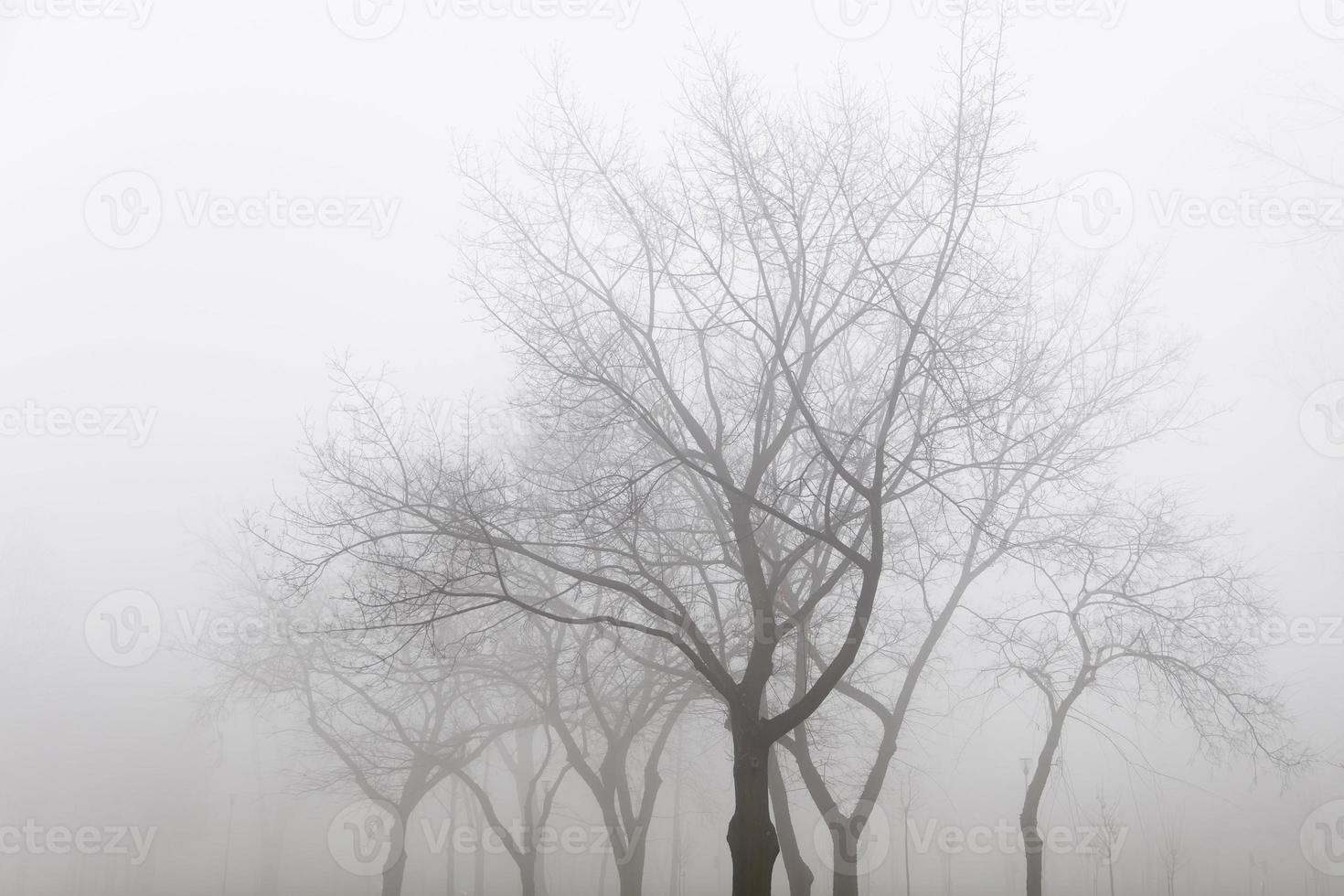 Trees in the foggy winter day photo