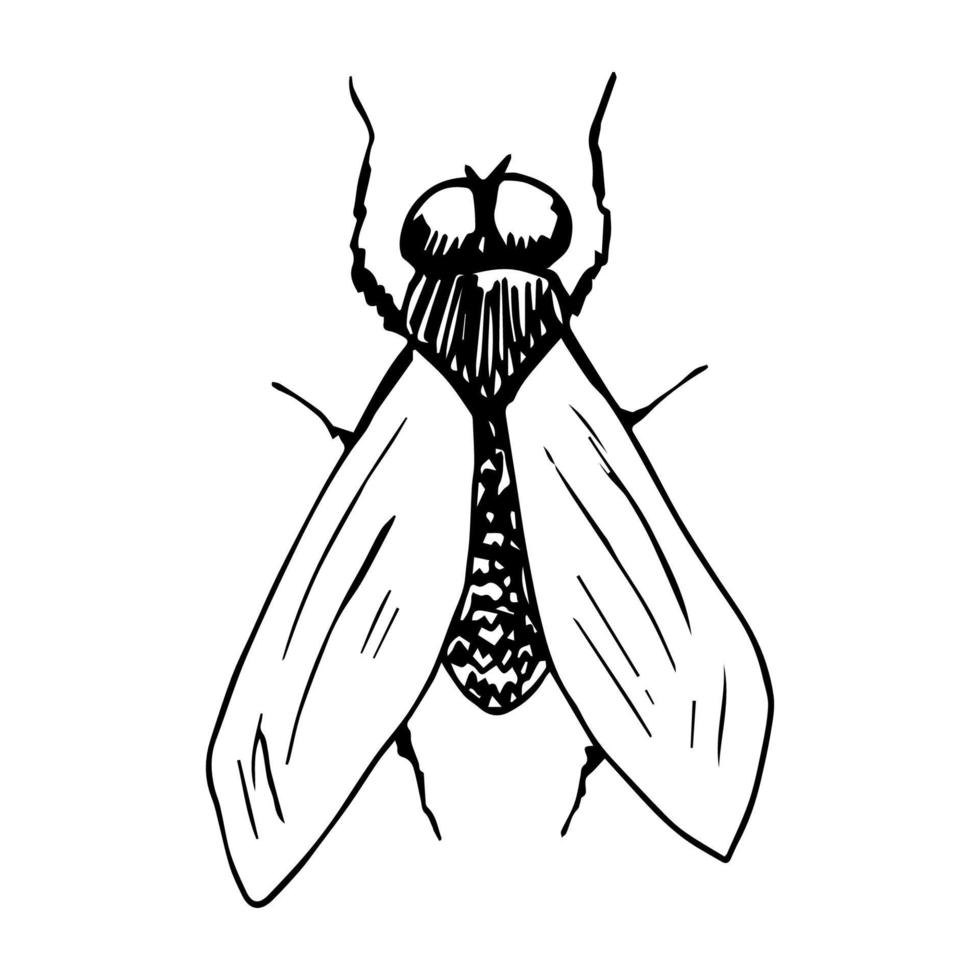 Simple vector black and white freehand drawing. Insect fly, ink sketch.