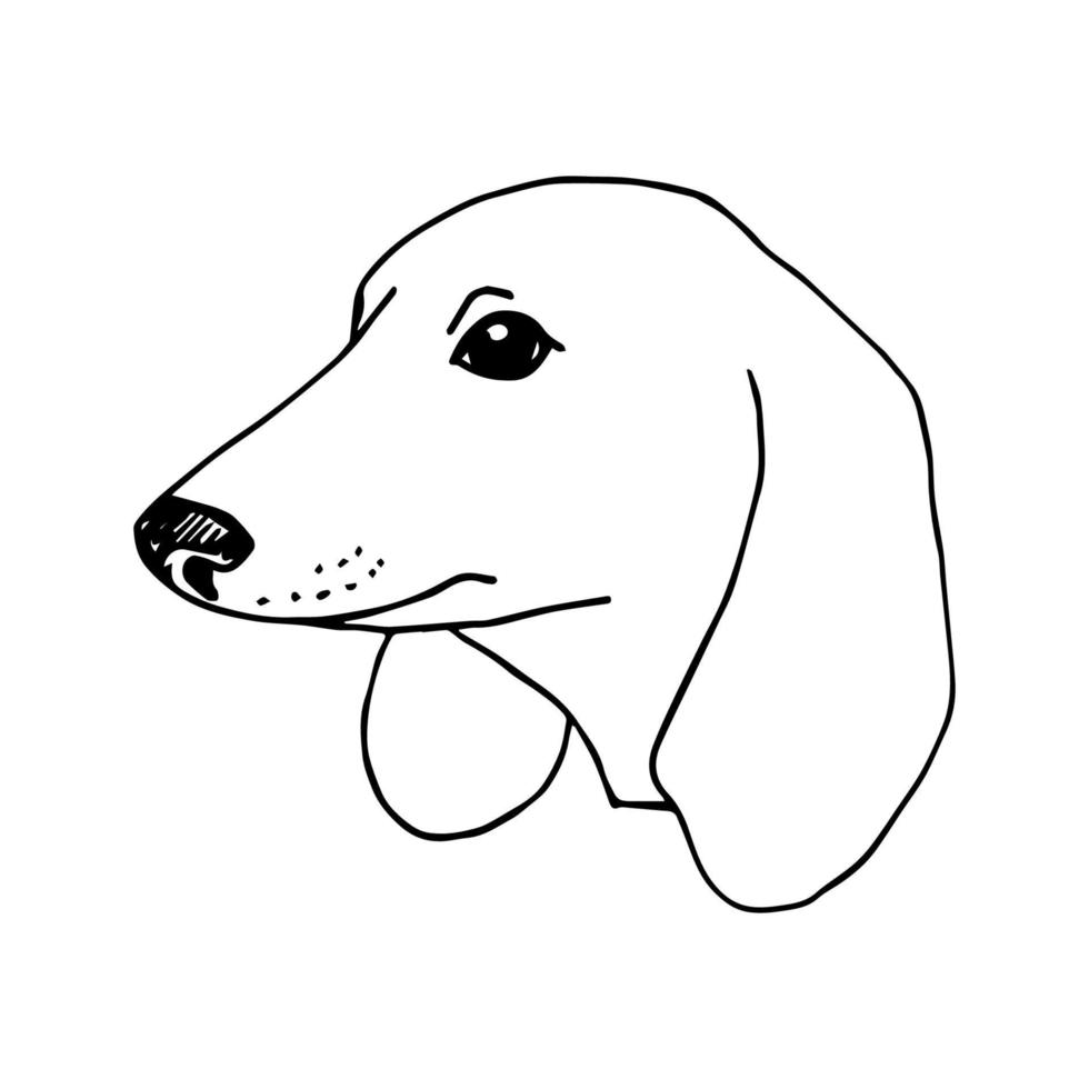 Simple hand drawn vector drawing in black outline. Cartoon doodle head of a dog in profile isolated on a white background. For labels, stickers, logo, veterinary, pet shop. Dachshund breed.