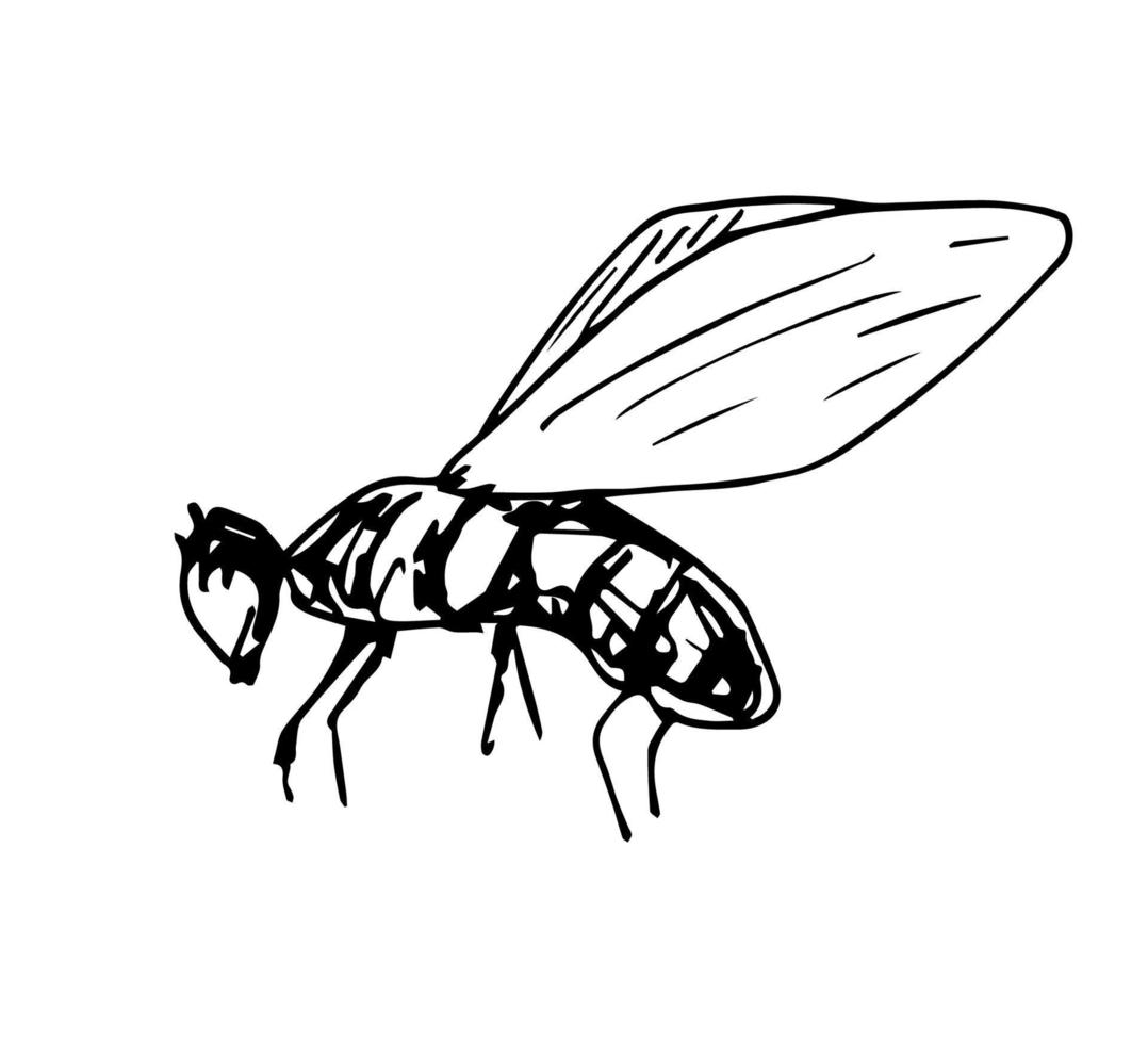 Hand-drawn simple vector illustration with black outline. Insect, fly, bee isolated on a white background. Element of wildlife.