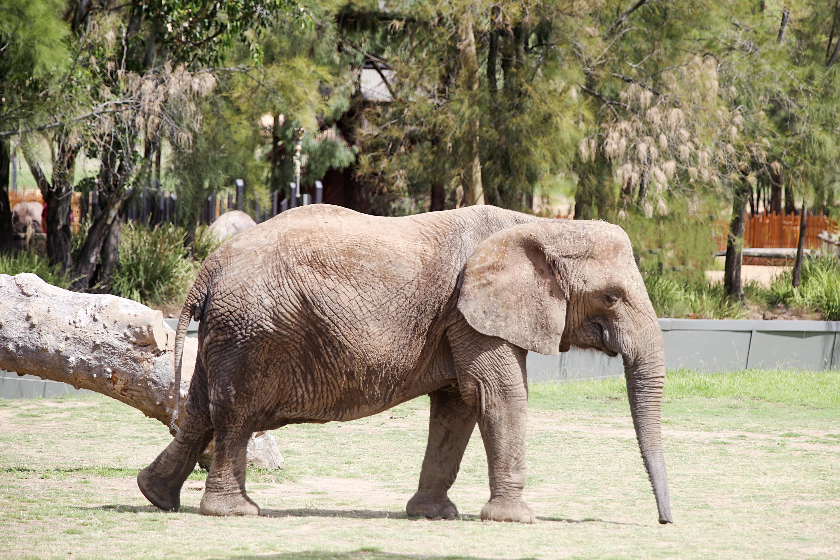 Dubbo, Australia, 2017 Detail from Taronga Western Plains Zoo in Dubbo. This city zoo was