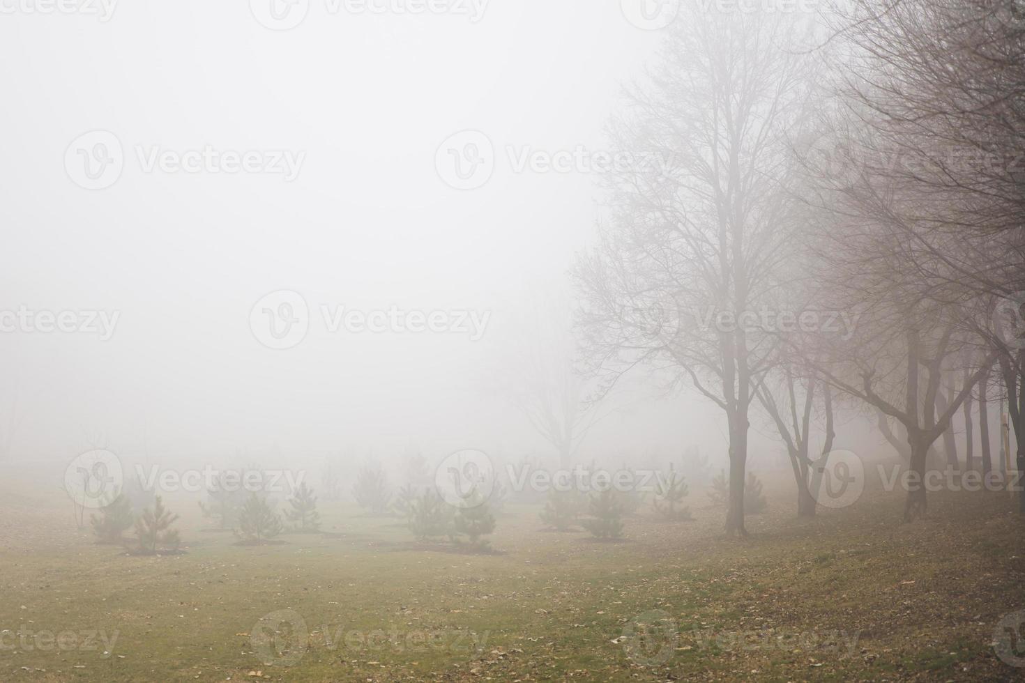 Trees in the foggy winter day photo