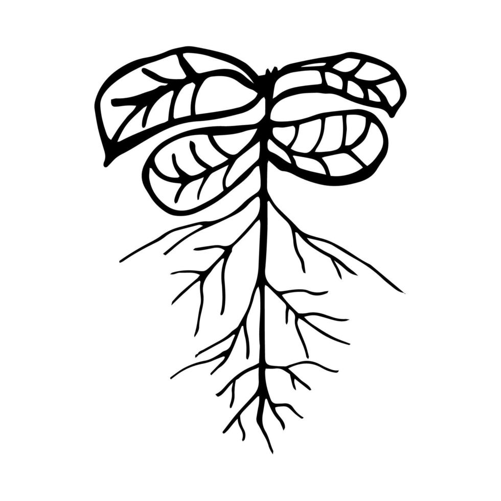 Hand drawn doodle sprout with root icon. vector