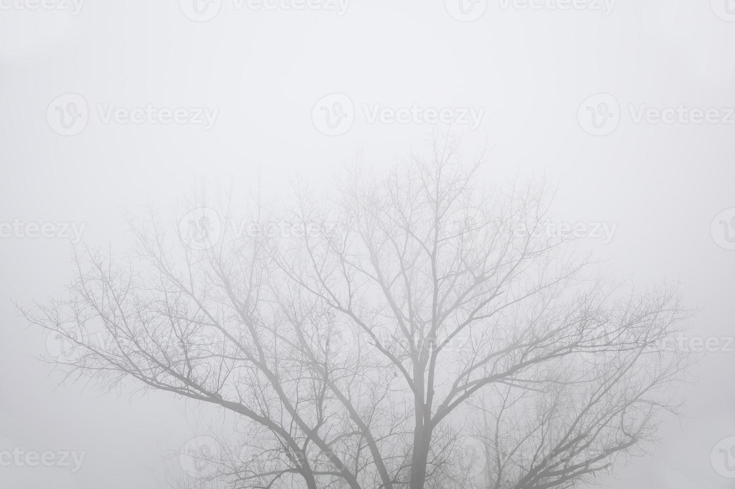 Trees in the foggy winter day photo