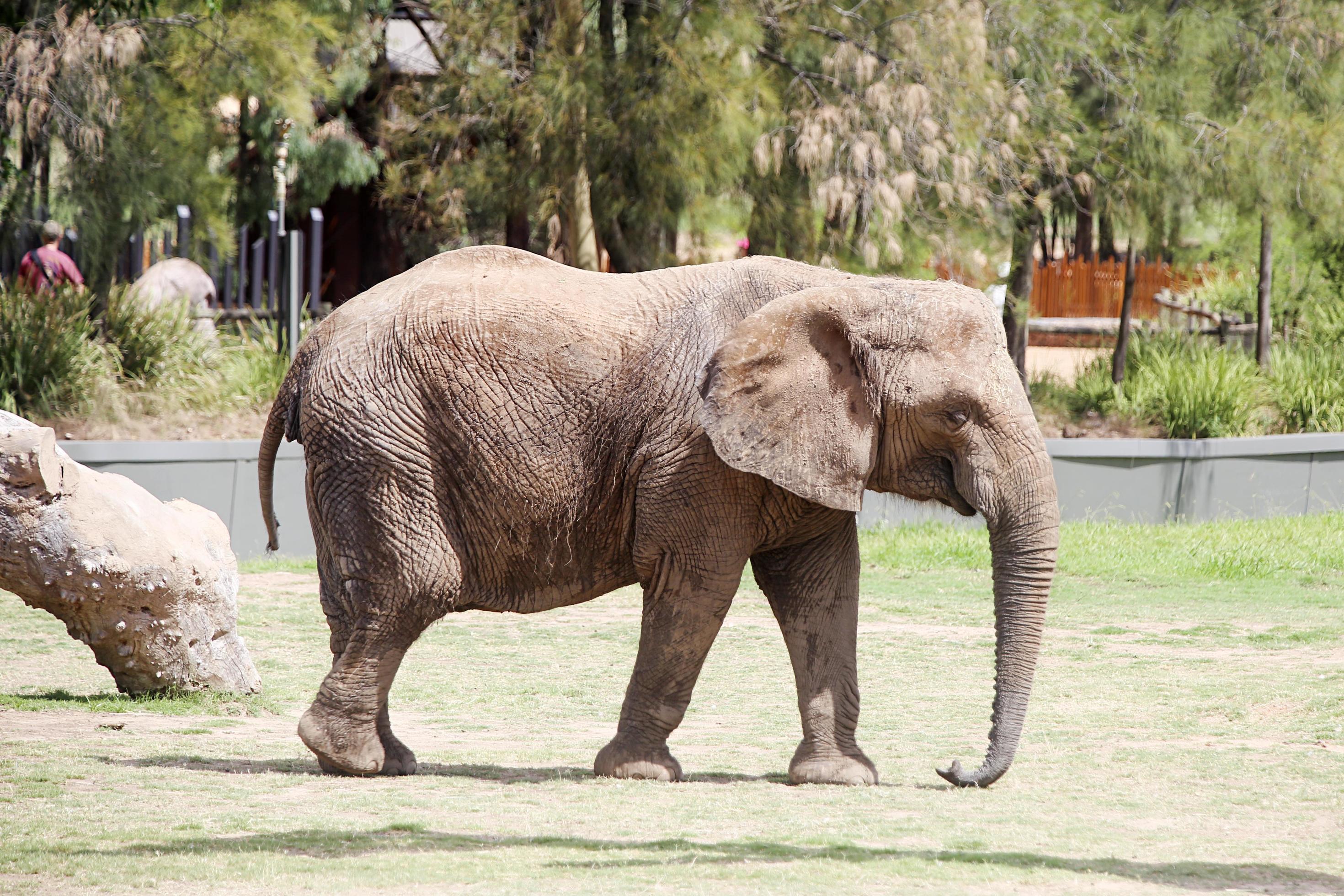 Dubbo, Australia, 2017 Detail from Taronga Western Plains Zoo in Dubbo. This city zoo was