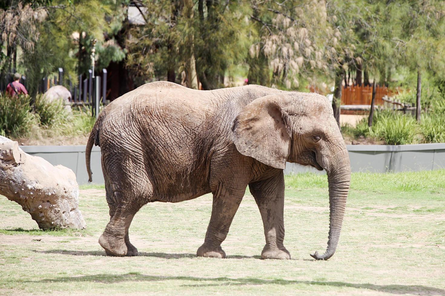 Dubbo, Australia, 2017 Detail from Taronga Western Plains Zoo in