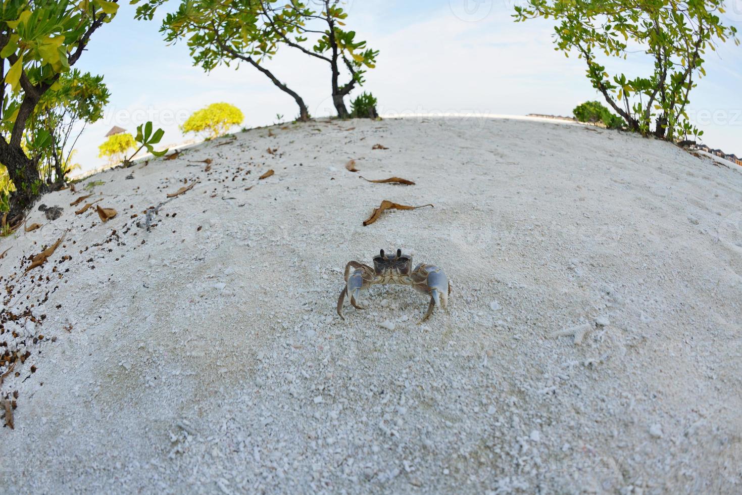 crab on a white sand beach photo