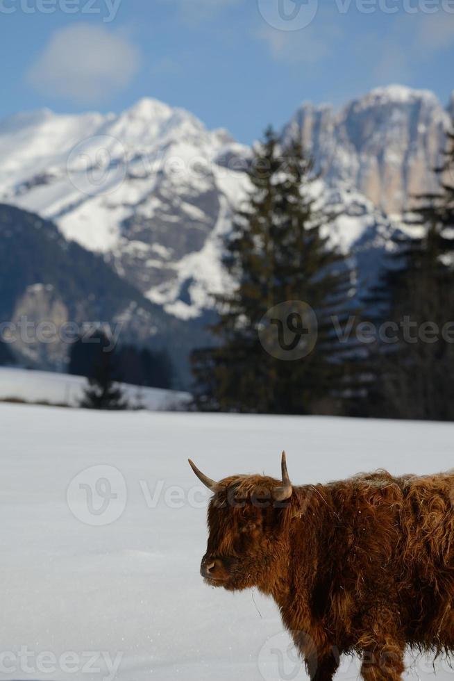 cow animal at winter photo