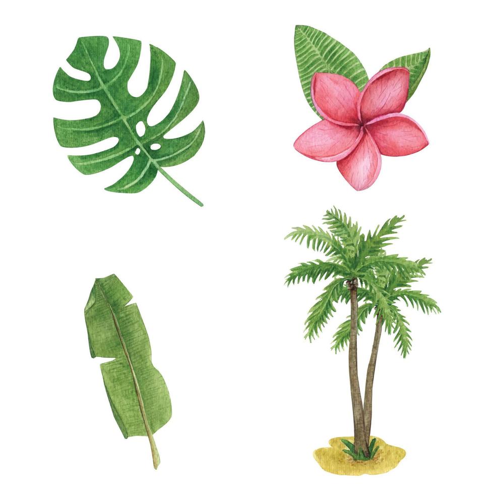 Set with watercolor tropical leaves of monstera and palm trees. Summer collection of exotic plants. vector