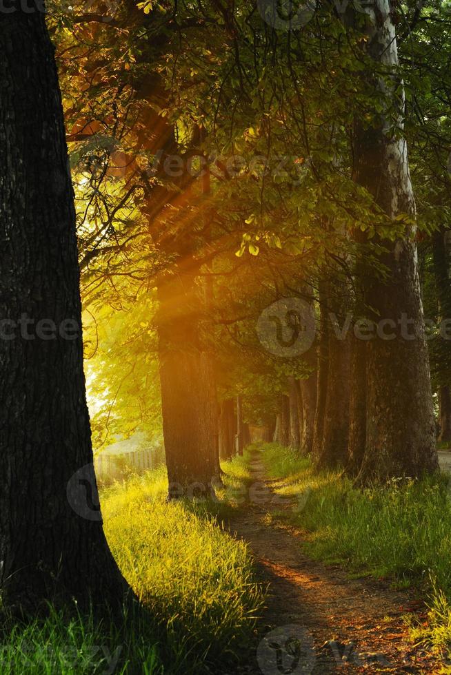 sunrise in beautiful alley photo