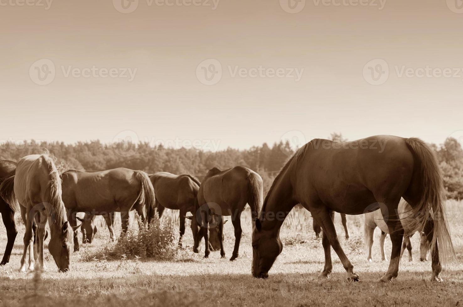 Horses on the field photo