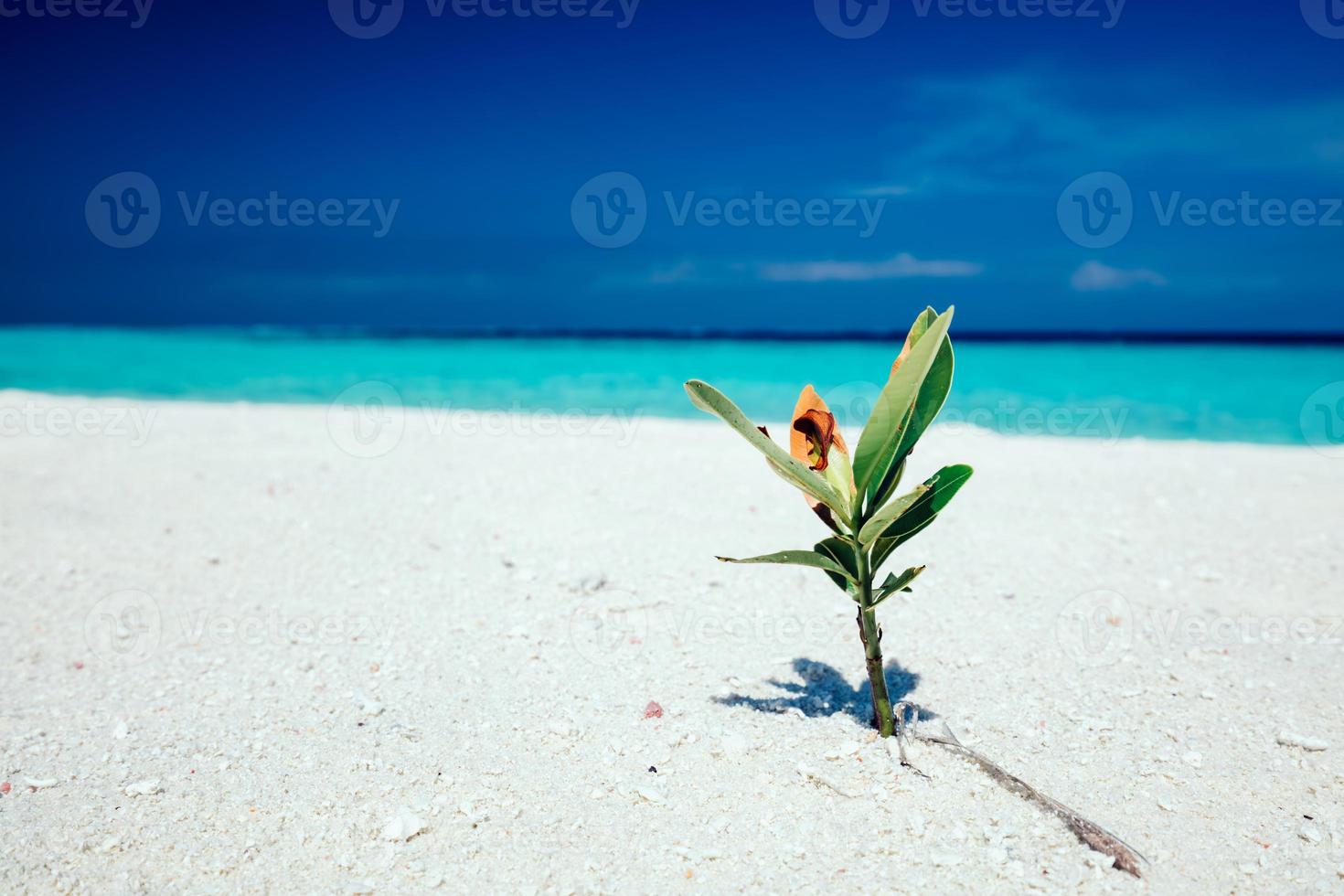 planta verde de pie en la arena de la playa. foto