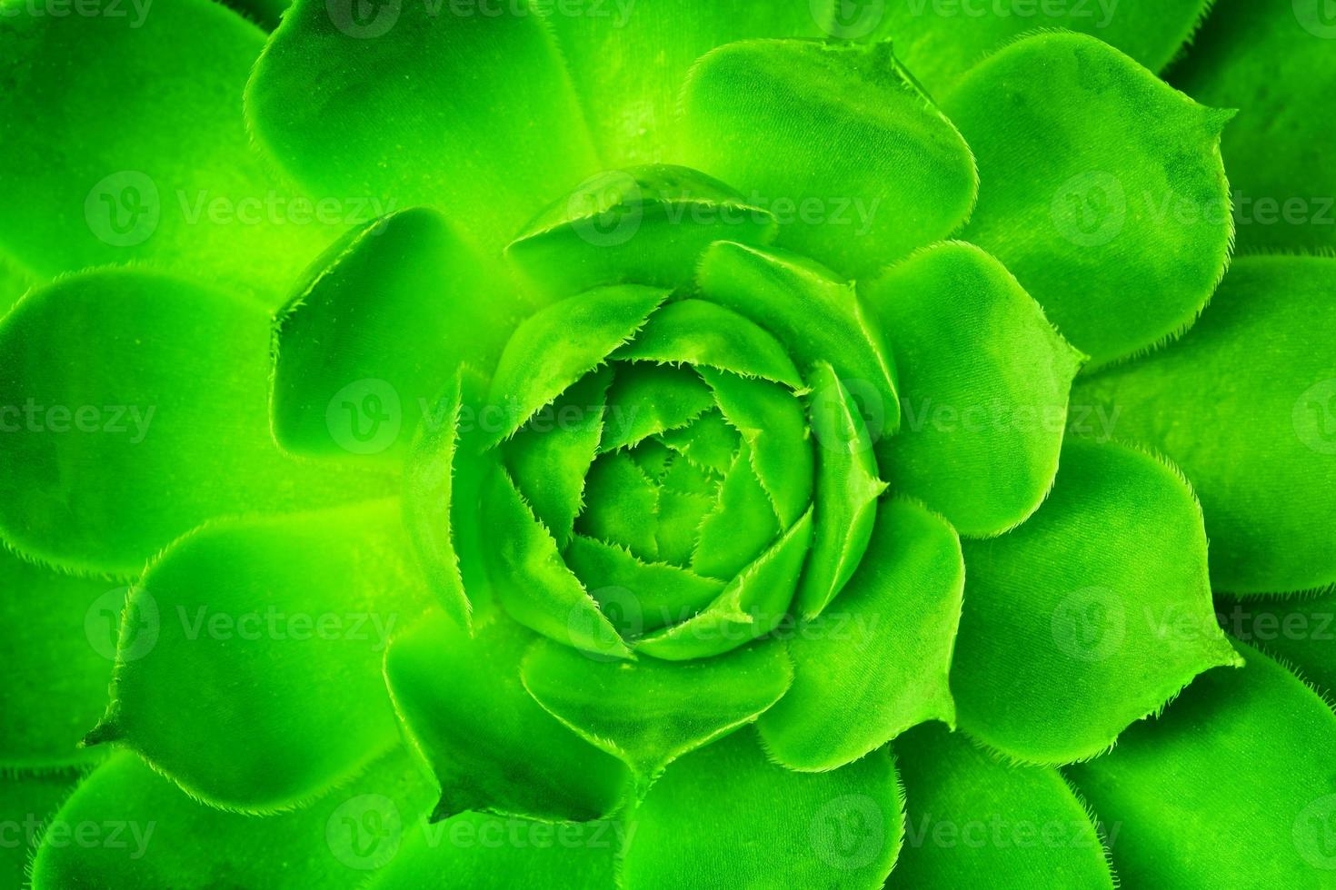 Green flower unfolding, opening with symmetrical petals pattern. photo