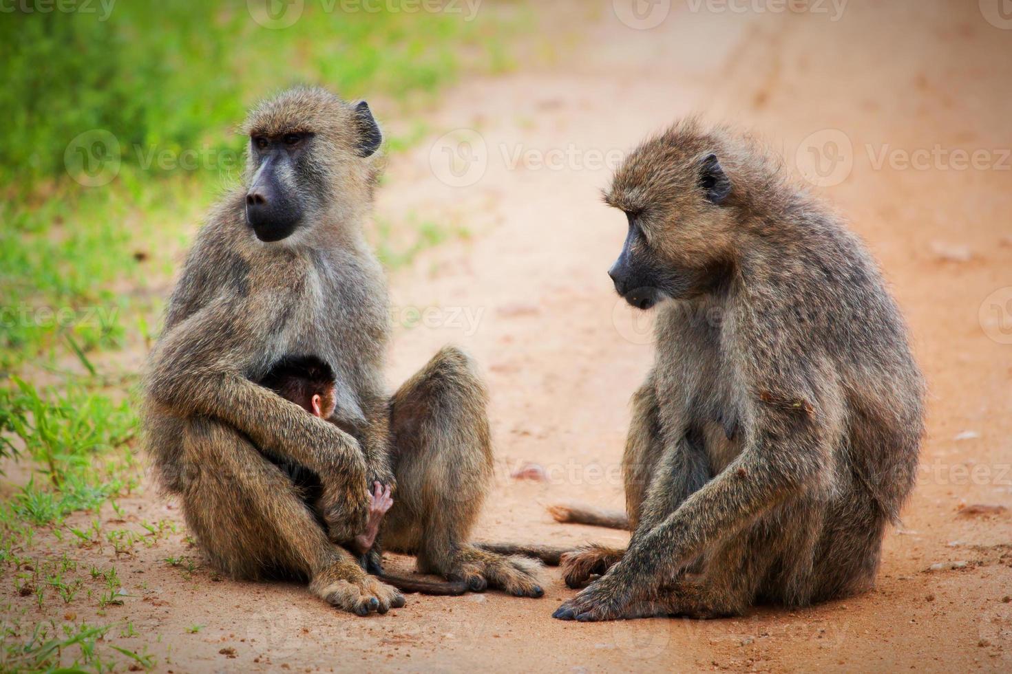 monos babuinos en arbusto africano. tsavo oeste, kenia foto