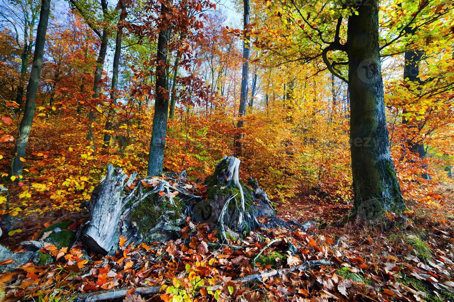 bosque natural en otoño, otoño foto