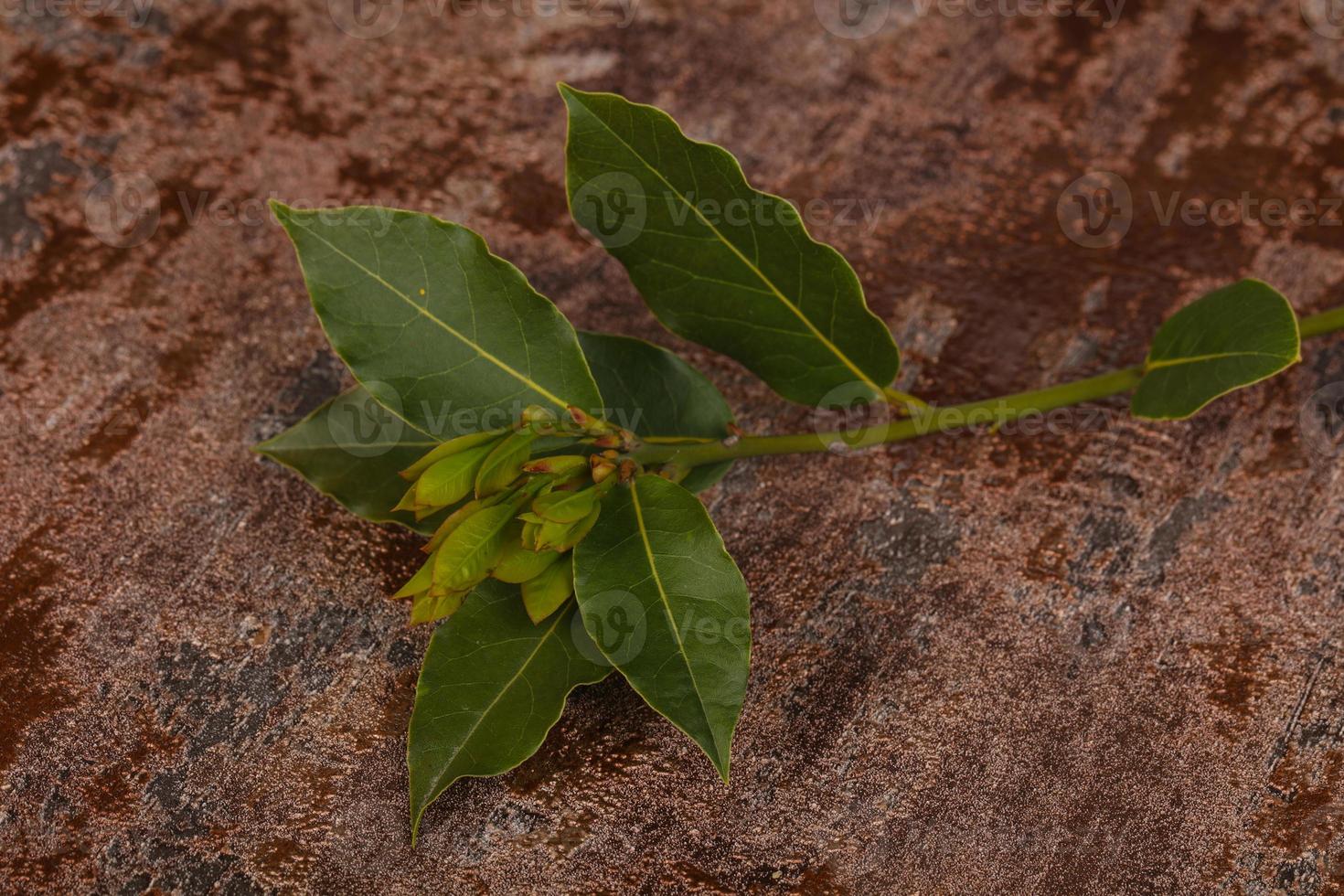 Green young aroma Laurel branch photo