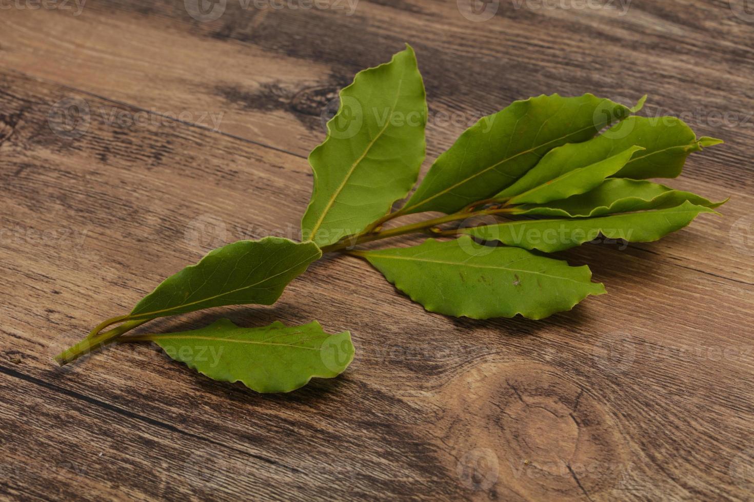 Green laurel leaves on the branch photo