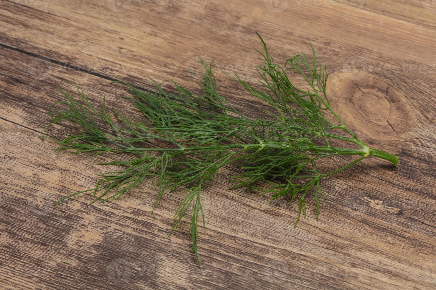 Fresh green dill herb branch photo