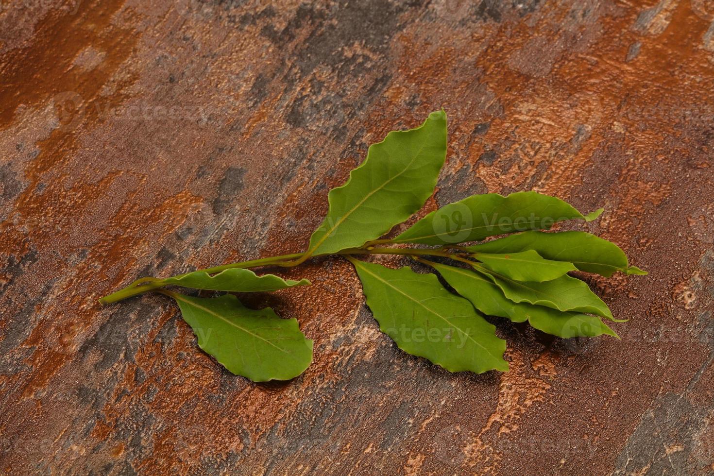 Green laurel leaves on the branch photo