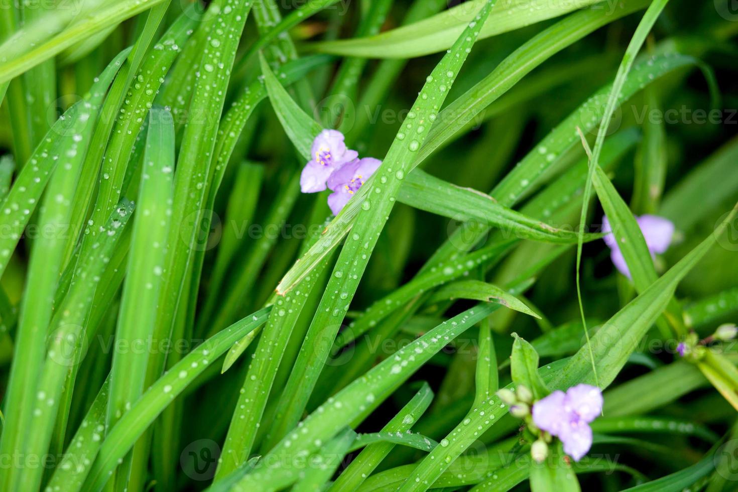 Tall grass with purple flowers with water drops after rain in the summer garden. Summer rain on the grass, Green leaves of the plant with raindrops. Macro photo, top view photo