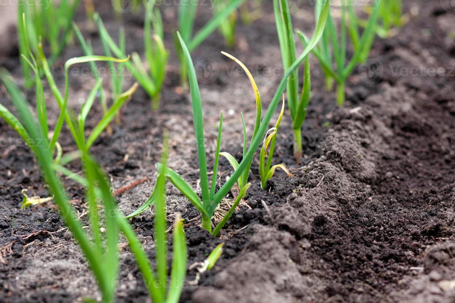 Plantation of young green onions at the garden photo