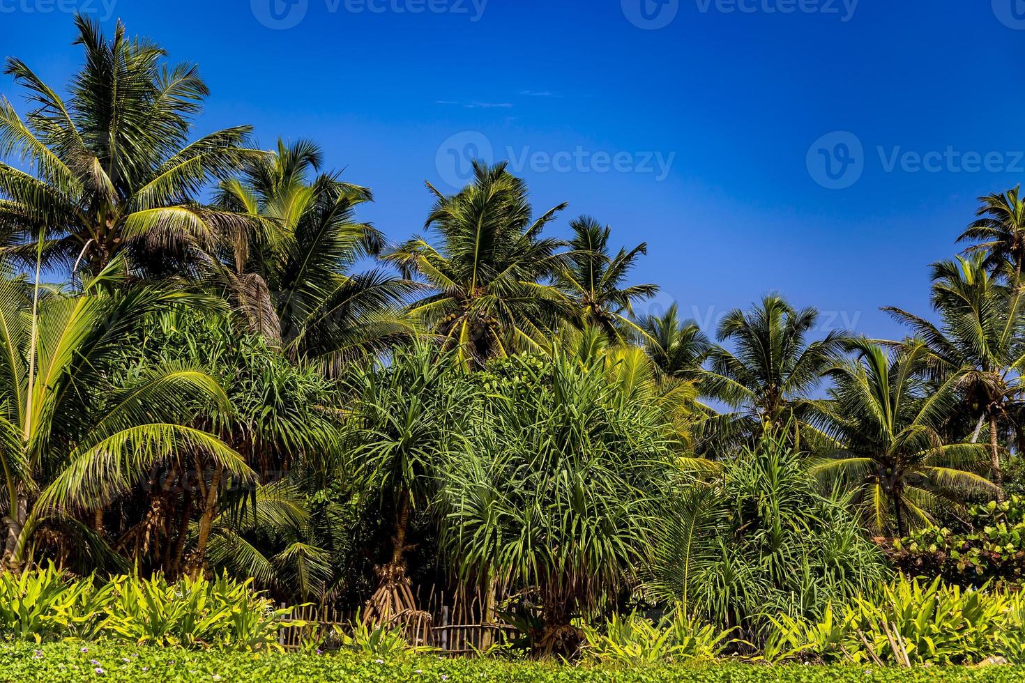 Palm trees under the blue sky photo